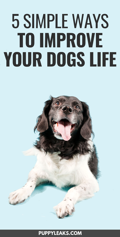 5 maneiras simples de melhorar a vida de seus cães