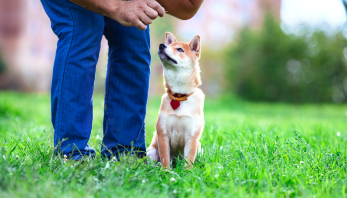 あなたの犬の生活を改善するための5つの簡単な方法 
