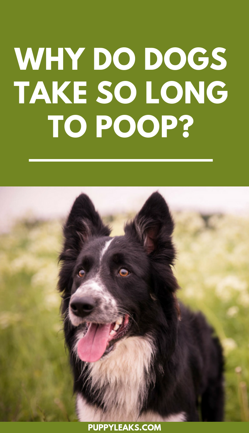 Varför tar det så lång tid för hundar att bajsa?