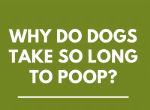 Proč psům trvá tak dlouho kakat?