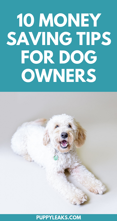 10 tips för att spara pengar för hundägare