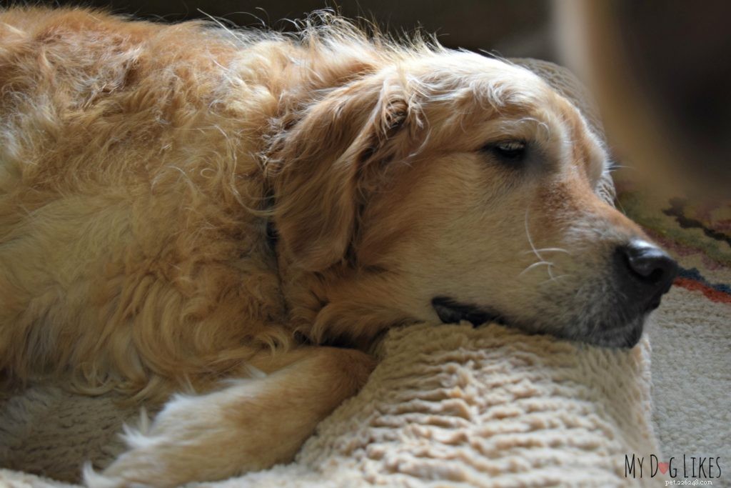 Vad du ska göra när din hund har diarré – 3 enkla huskurer
