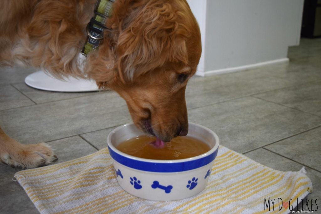 あなたの犬が下痢をしているときに何をすべきか–3つの簡単な家庭療法 