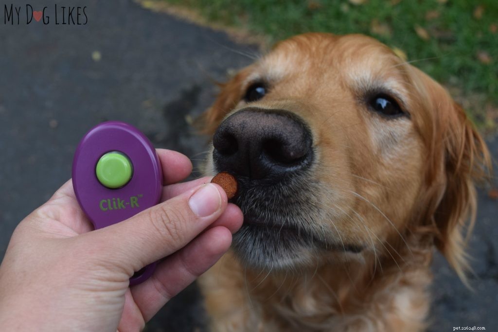 Lär din hund gott beteende – Lydnadsträningsguide