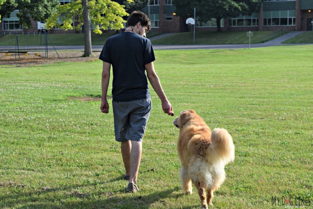 Leer uw hond goed gedrag - Gids voor gehoorzaamheidstraining