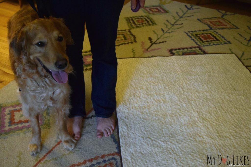 犬の境界訓練による立ち入り禁止区域の確立 