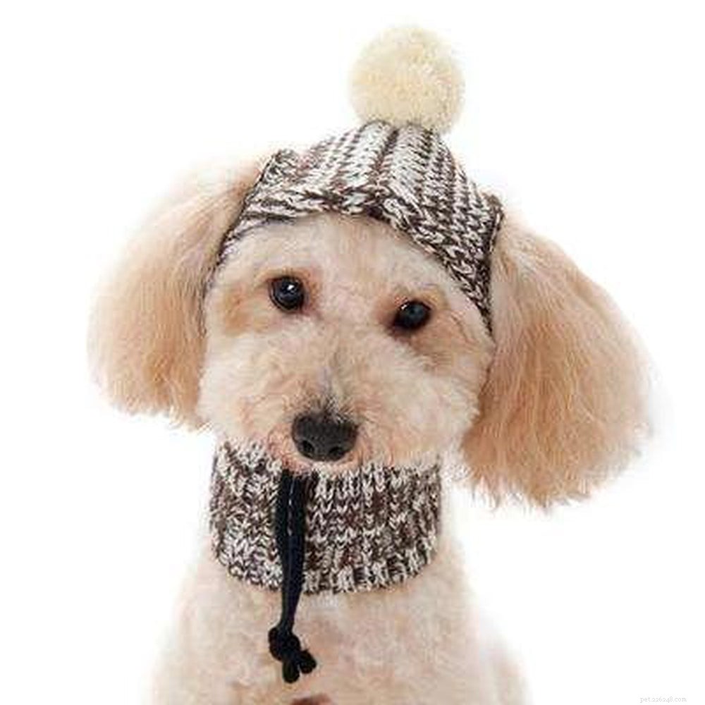 10 nejlepších zimních čepic pro psy na procházky v zasněženém terénu
