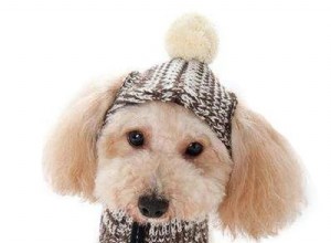 10 nejlepších zimních čepic pro psy na procházky v zasněženém terénu