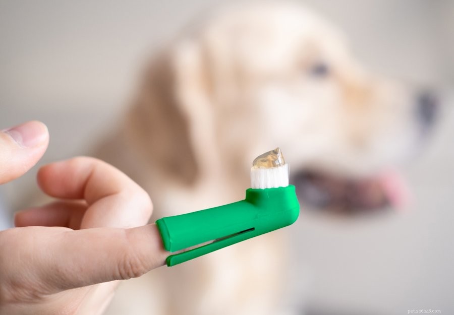 Péče o zuby vašich psů:Kompletní průvodce psí dentální péčí pro rok 2022
