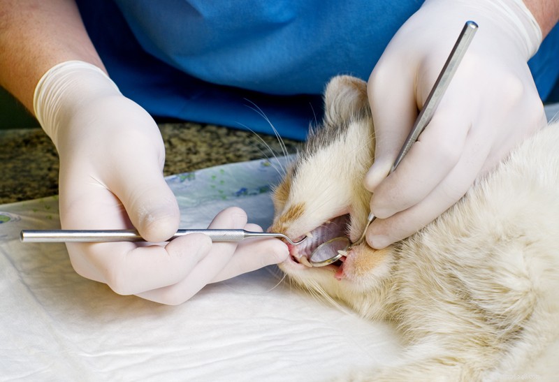강아지 치아 관리:2022년 개 치과 치료 가이드 완성