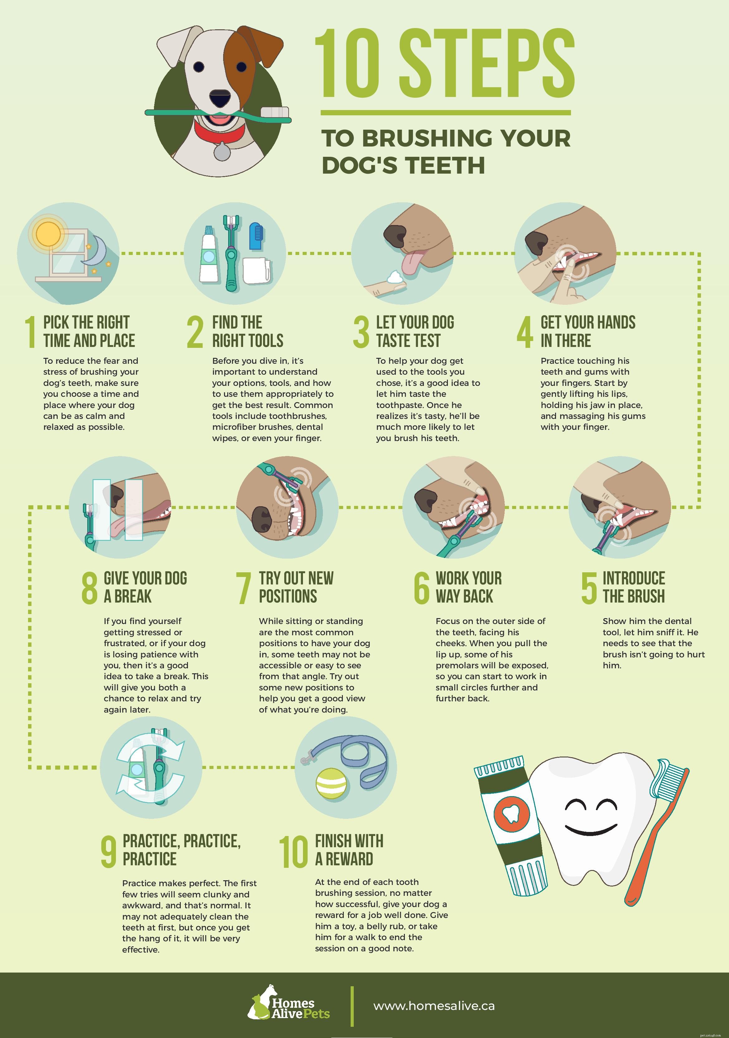 あなたの犬の歯の世話：完全な2022年の犬用デンタルケアガイド 