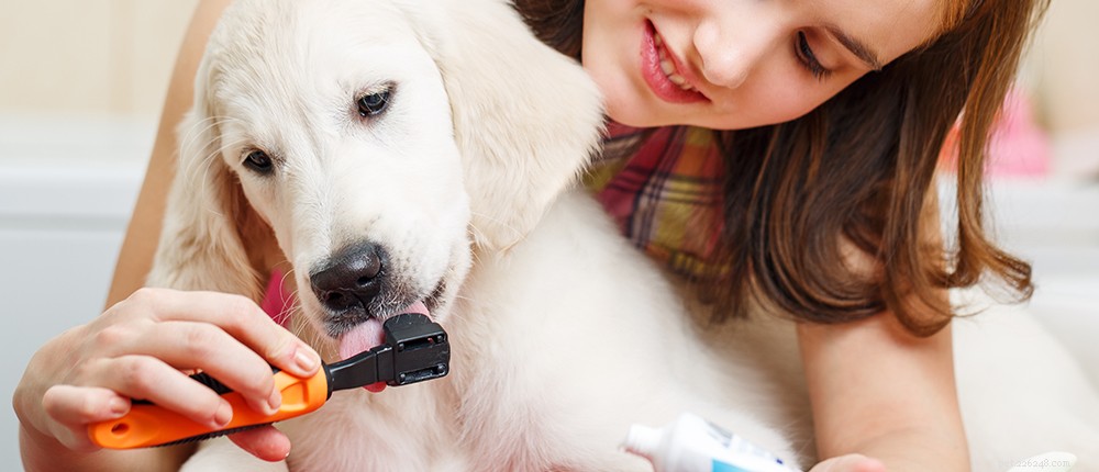 Ta hand om dina hundar:Komplett 2022 hundtandvårdsguide