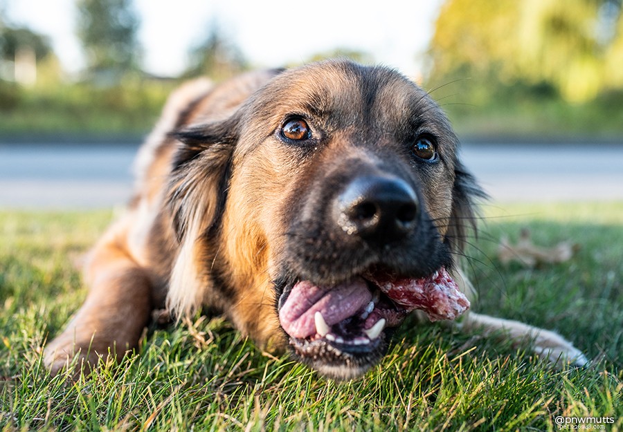 Ta hand om dina hundar:Komplett 2022 hundtandvårdsguide
