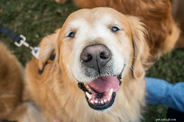 Cura dei denti del tuo cane:guida completa 2022 sulla cura dentale del cane