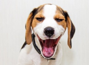 あなたの歯のない犬の世話をする方法 
