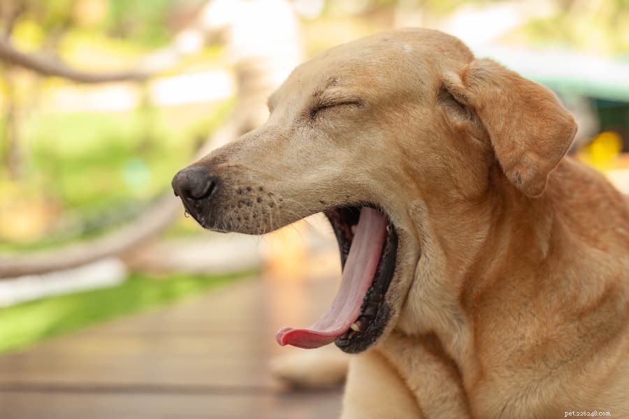 Ultimativ guide för att hantera hundångest och minska stress