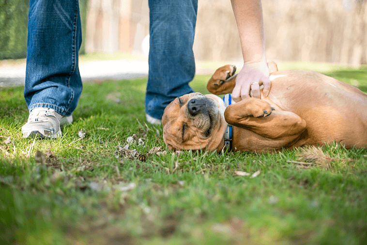 Dokonalý průvodce, jak se vypořádat s úzkostí psů a snížit stres