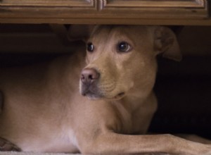 Seu cachorro tem medo de trovão? Como acalmar seu cão nervoso