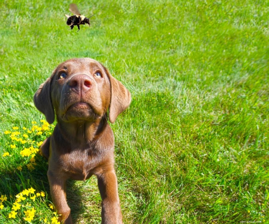 犬のハチ刺されを予防および治療する方法 