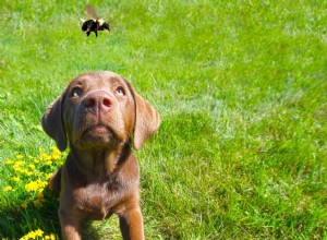 Como prevenir e tratar picadas de abelha em cães