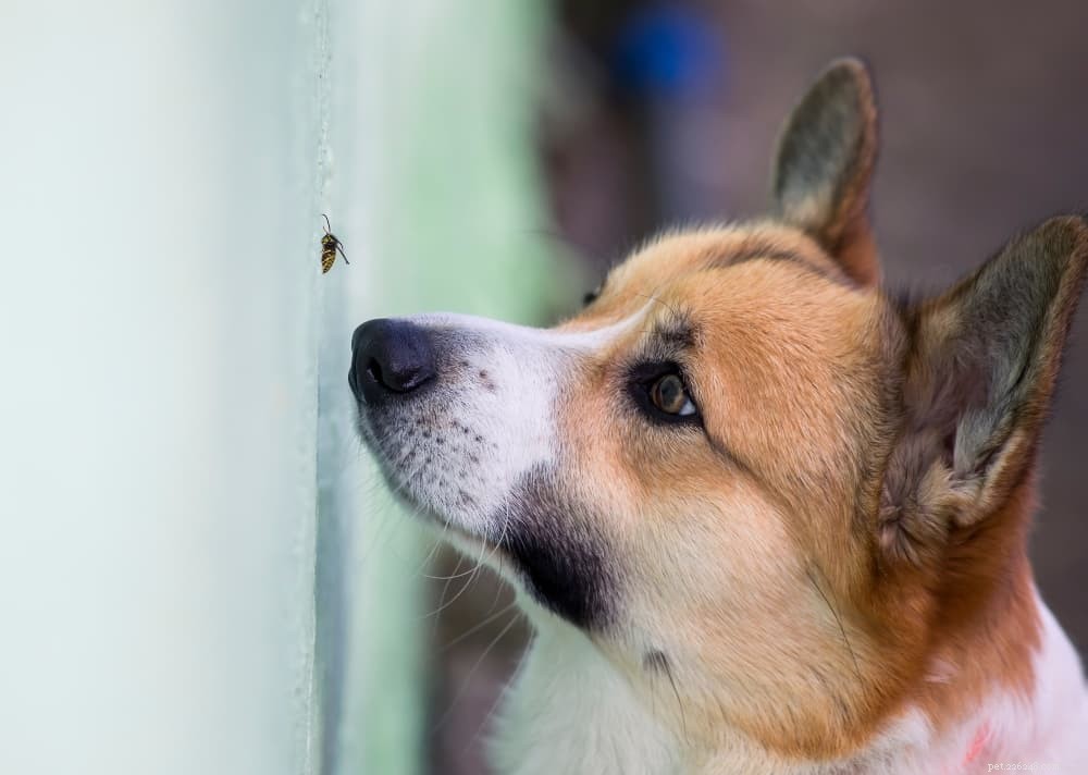 Come prevenire e curare le punture di api sui cani