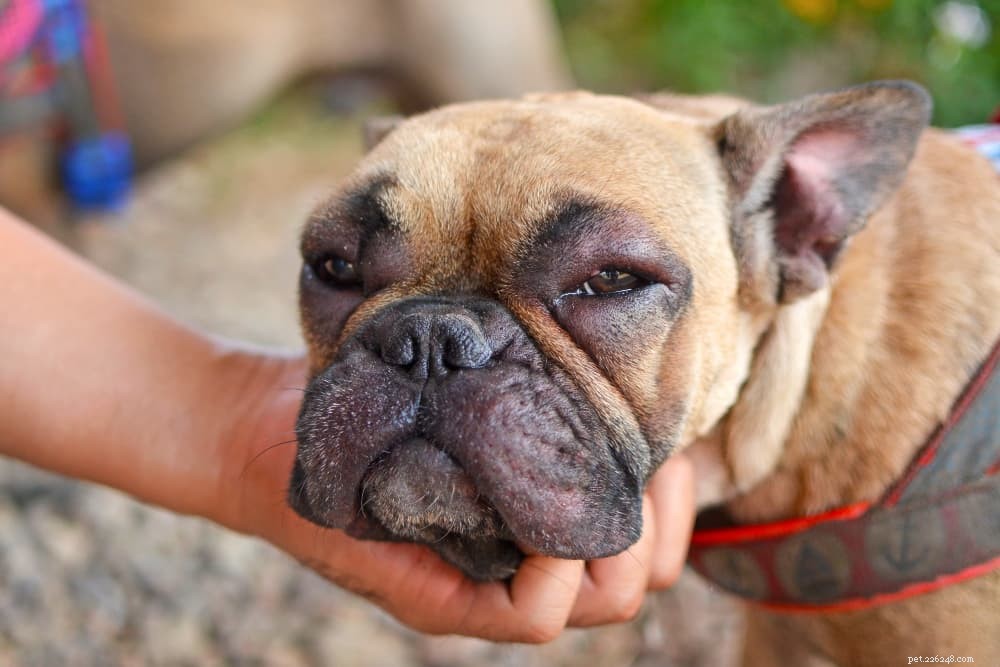 Hur man förebygger och behandlar bistick på hundar