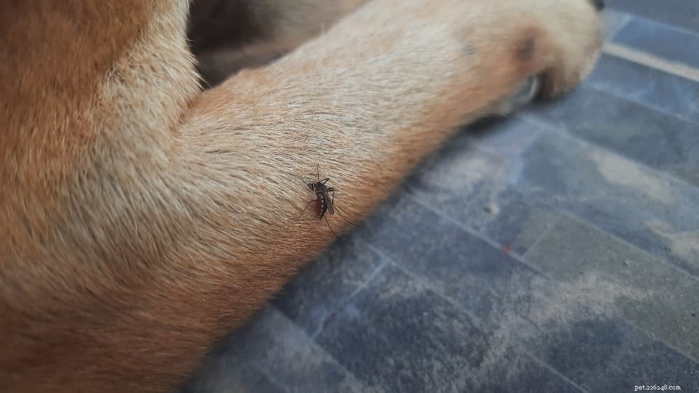 Лечение собак от укусов комаров:как защитить собаку