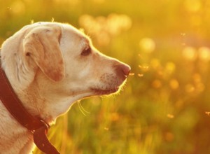 Tratando picadas de mosquito em cães:como proteger seu cão