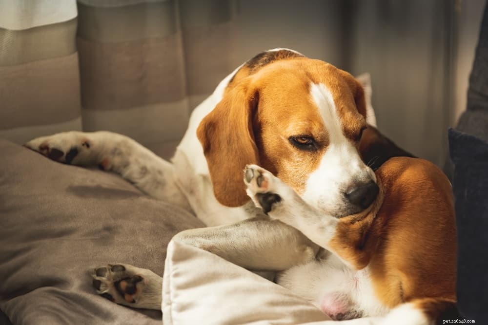 Mugbeten bij honden behandelen:hoe u uw hond kunt beschermen