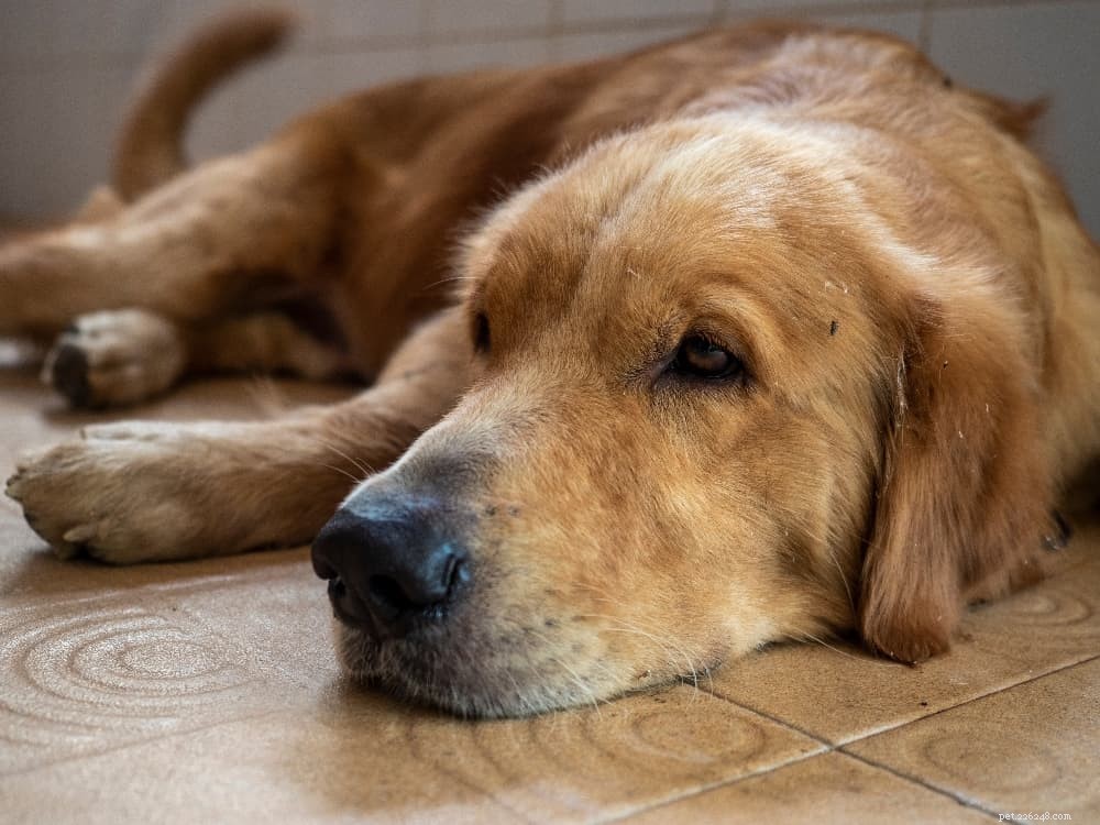 Trattare le punture di zanzara sui cani:come proteggere il tuo cane