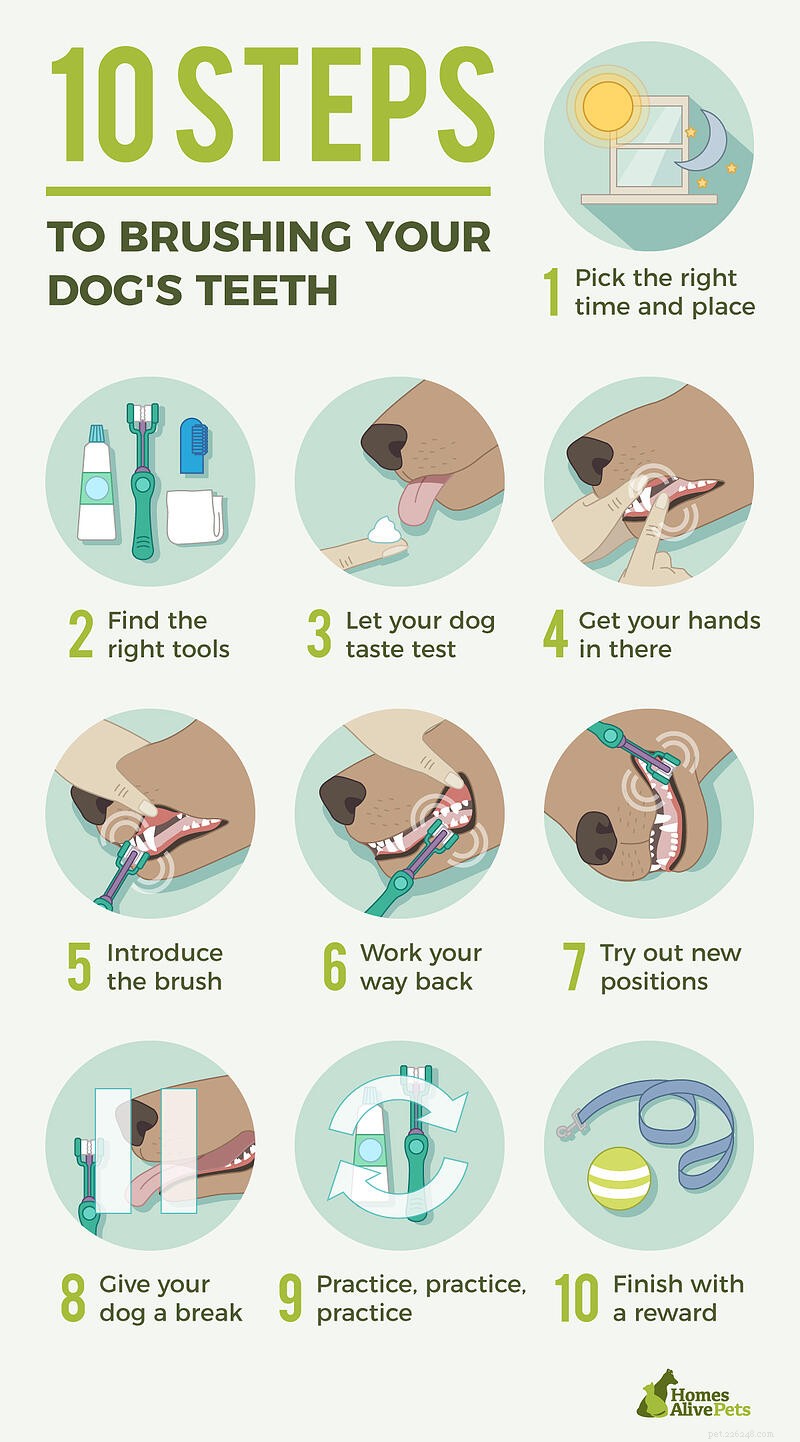 Как почистить зубы собаке за 10 простых шагов