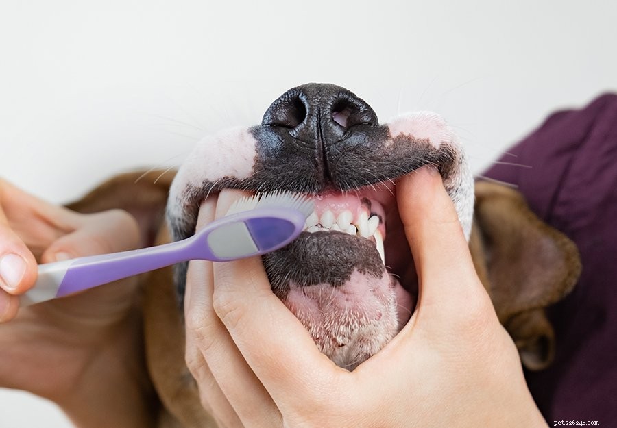 10の簡単なステップで犬歯を磨く方法 
