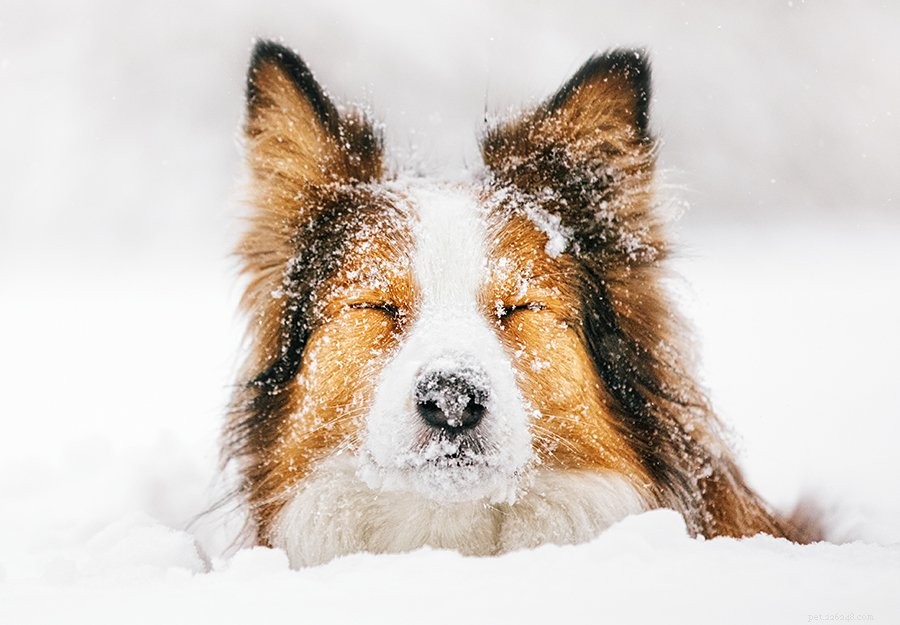 올 겨울 강아지의 건조한 피부를 치료하기 위한 6가지 팁
