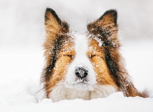 6 tips för att behandla din hunds torra hud i vinter