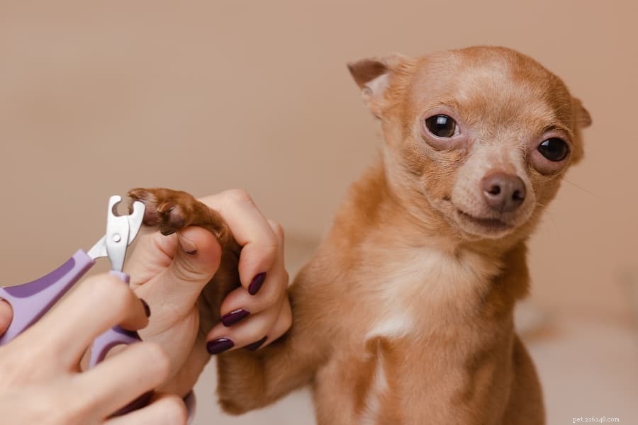 Conseils pour couper les ongles de votre chien à la maison 