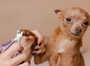 自宅で犬の爪を切る方法のヒント 