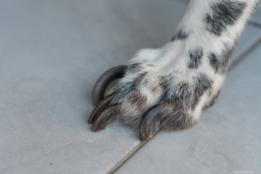 Tips voor het thuis knippen van de nagels van uw hond