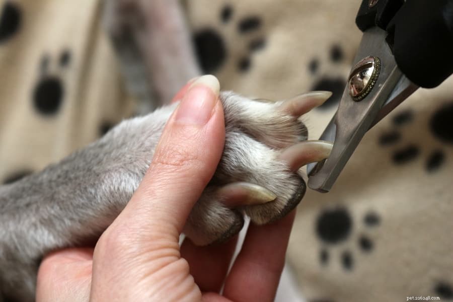 自宅で犬の爪を切る方法のヒント 