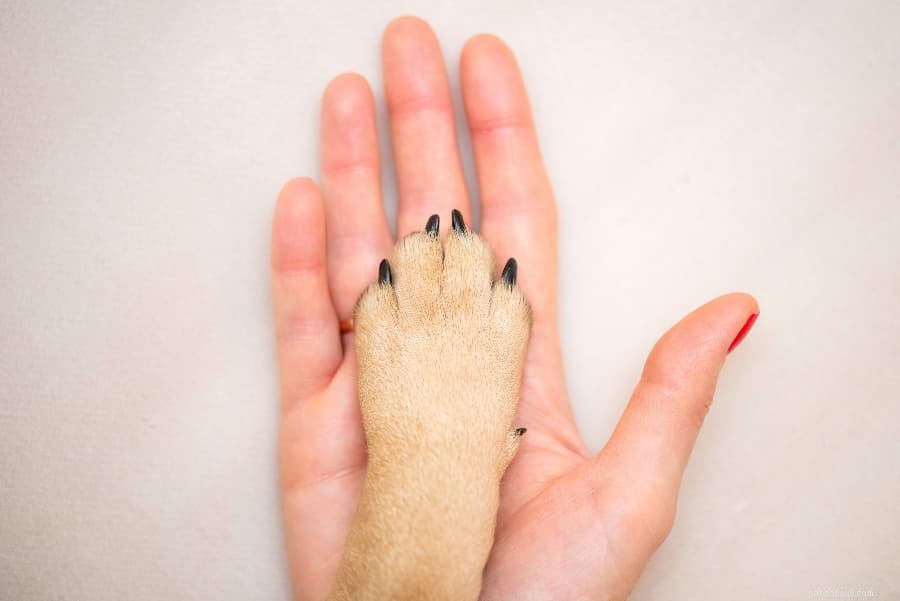 Suggerimenti su come tagliare le unghie ai cani a casa