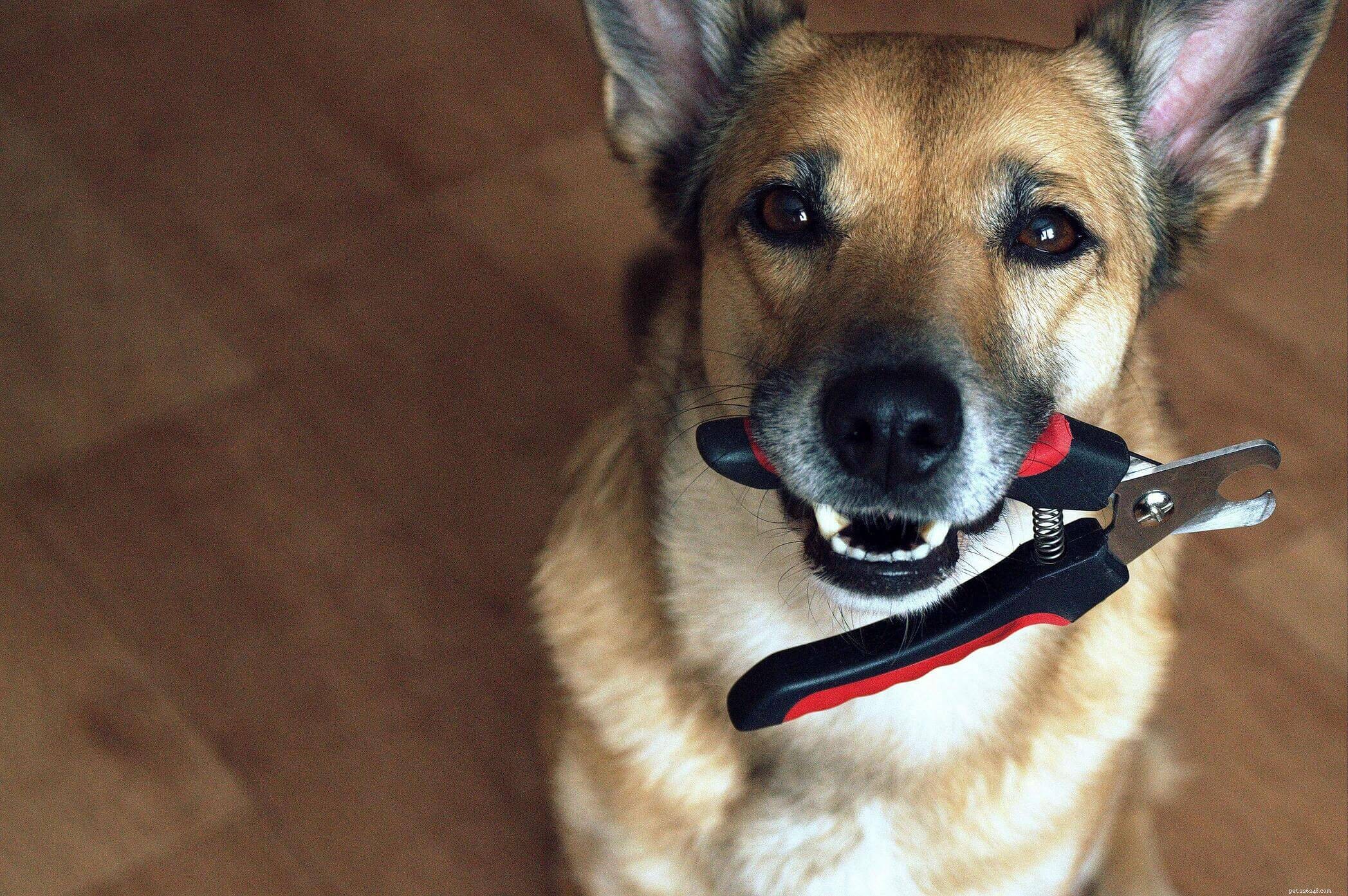 11 tips voor het knippen van hondennagels:het belang van puppypedicures