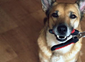 11犬の爪切りのヒント：子犬のペディキュアの重要性 