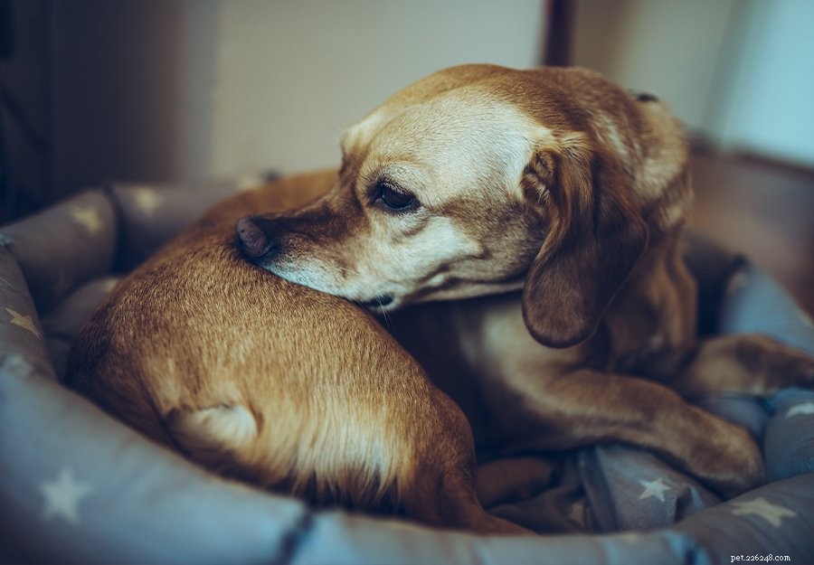 Coceira na pele em cães:9 causas comuns para problemas de pele com coceira em cães