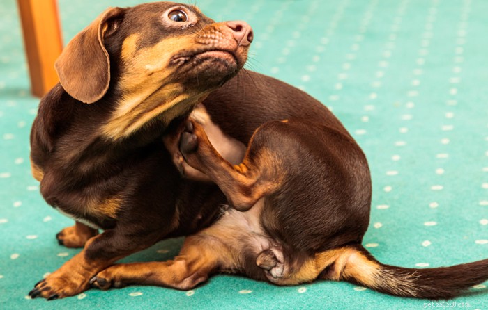 Зуд кожи у собак:9 распространенных причин кожного зуда у собак