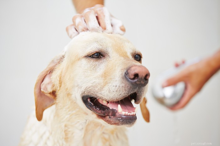 Svědění kůže u psů:9 běžných příčin problémů se svěděním kůže u psů