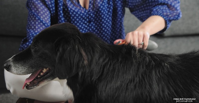 Bästa hårborttagningsmedel för husdjur som tar bort ditt liv
