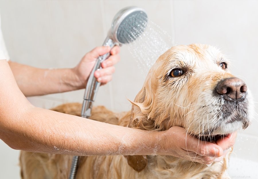 Guide ultime pour prendre soin des chiens qui ont besoin de toilettage