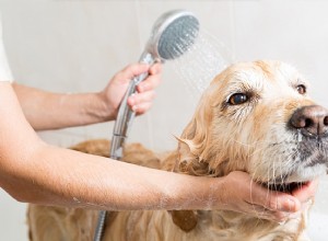 Guide ultime pour prendre soin des chiens qui ont besoin de toilettage