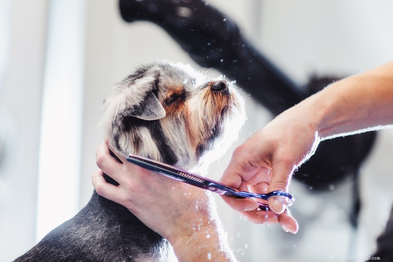 Guida definitiva alla cura dei cani che necessitano di toelettatura