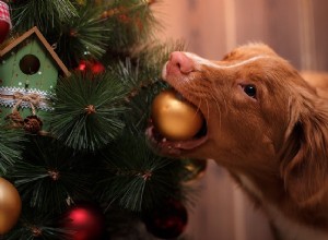 크리스마스 트리에서 강아지를 멀리하기 위한 10가지 팁