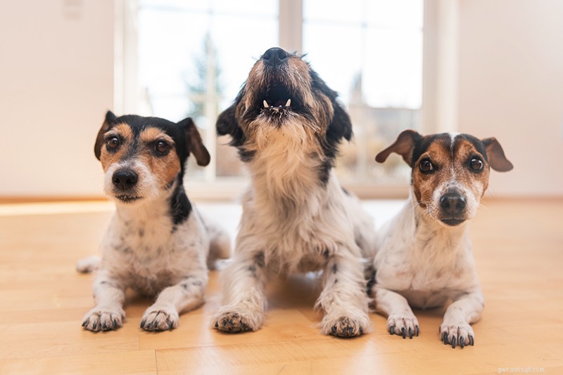 Nejlepší způsoby, jak zastavit psí štěkání u reaktivních psů